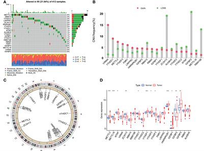 M6A Classification Combined With Tumor Microenvironment Immune Characteristics Analysis of Bladder Cancer